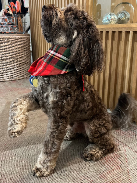 Flannel Dog Scarf in Holly Jolly