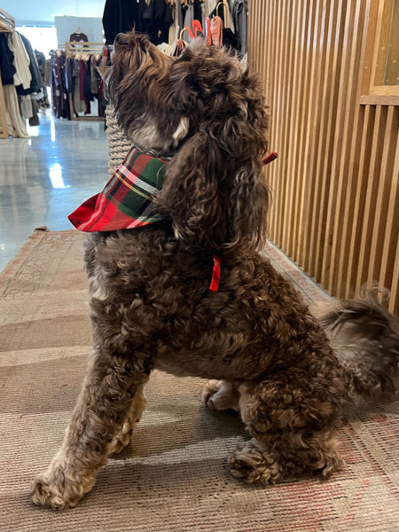 Flannel Dog Scarf in Holly Jolly