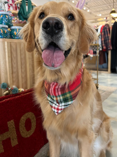 Flannel Dog Scarf in Holly Jolly