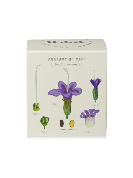 Plant The Box Candle in Crushed Mint