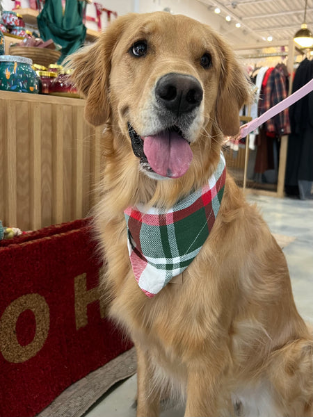 Flannel Dog Scarf in Classic Christmas