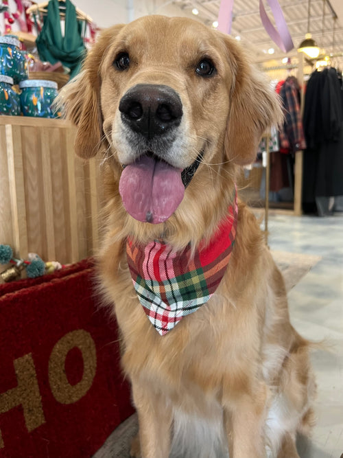 Flannel Dog Scarf in Holly Jolly