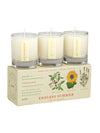 Plant The Box Votive Candle Trio in Endless Summer