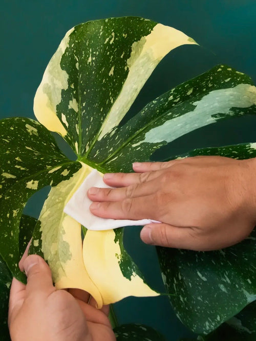 Plant Cleansing Wipes